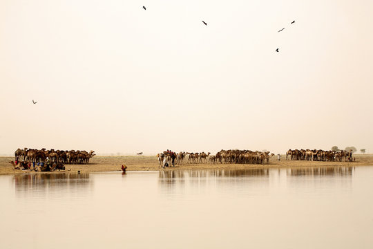 Chad, Nomads with their herds of camels on lake Gara
