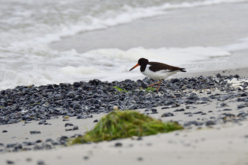 Austernfischer an der Ostsee bei der Futtersuche