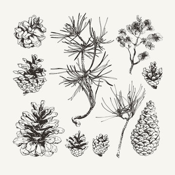 Vintage illustration of ink drawn pine cones