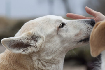 Fototapeta premium Hund leckt Hand