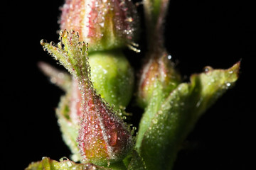 Макромир. Цветки шиповника в каплях утренней росы. Гравилат речной,  Дикая природа. Насекомые и цветы. Macrocosm. Dogrose flowers in drops of morning dew. Bennet river, Wild nature