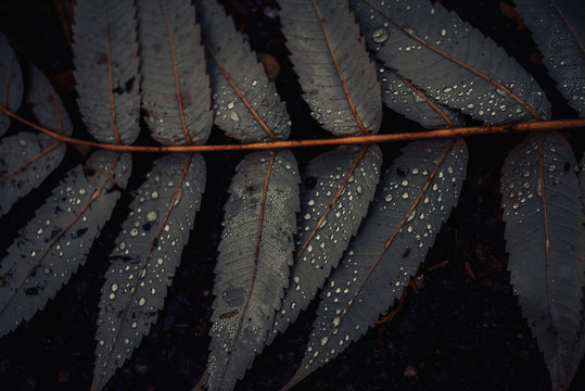 Leaf of Staghorn sumac