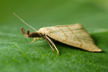 Макромир. Красивая бабочка греется на солнце. Дикая природа. Насекомые и цветы. Macrocosm. The beautiful butterfly is basked in the sun. Wild nature. Insects and flowers