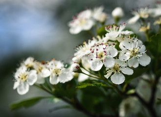white hawthorn flowers