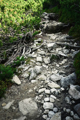 stone pavement in knee timber