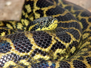 The boa curled up and thought about it