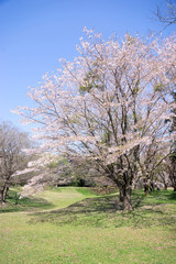 Fototapeta premium 満開の桜