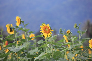 Sunflower field with clear summer sky