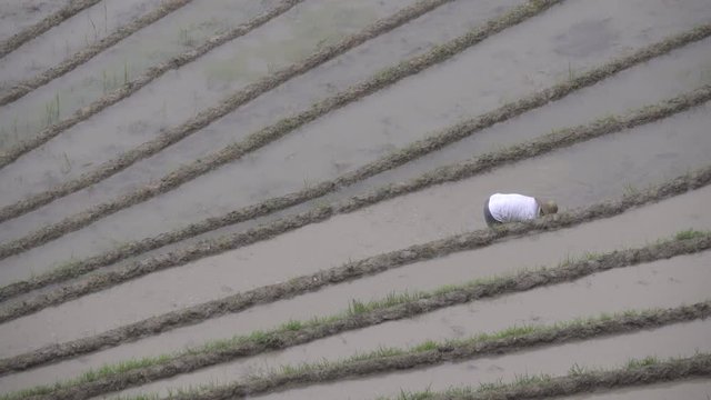 Zhuang farmer working his narrow rice farm
