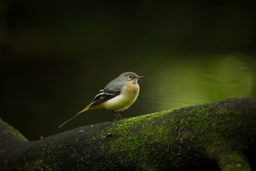 Motacilla cinerea. Wild nature. Photographed by Czech. Free nature. From bird life. Beautiful picture. Nature. Bird. Water and bird.