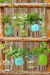 garten kräuter