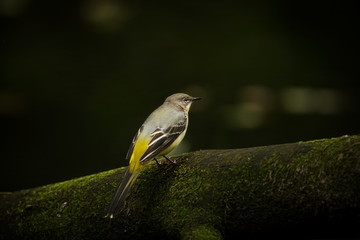 Motacilla cinerea. Wild nature. Photographed by Czech. Free nature. From bird life. Beautiful picture. Nature. Bird. Water and bird.