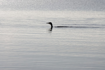 Fototapeta premium cormoran in massaciuccoli lake