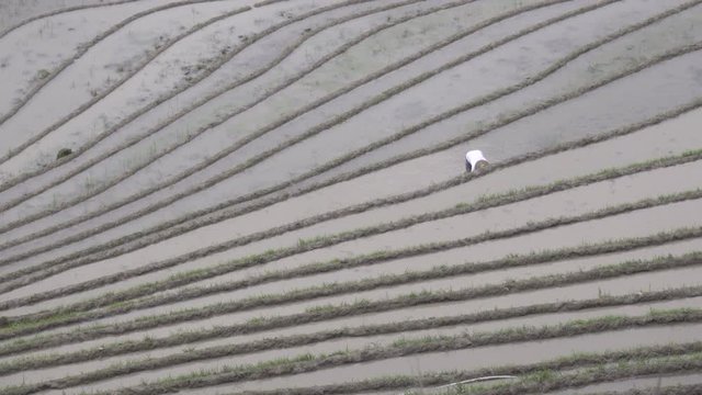 Dramatic view of Chinese rice paddy