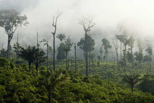 Brazil, Para, Itaituba, Amazon rainforest, slash and burn