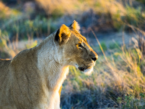 Namibia, Outjo, Ongava Wild Reservat, female lion, Panthera leo