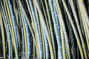 green bamboo nature exotic tropical rain forest background in asian country