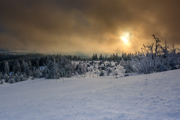 Wintertime - Black Forest. Winter landscape with firs covered by snow and sun appearing in the background.