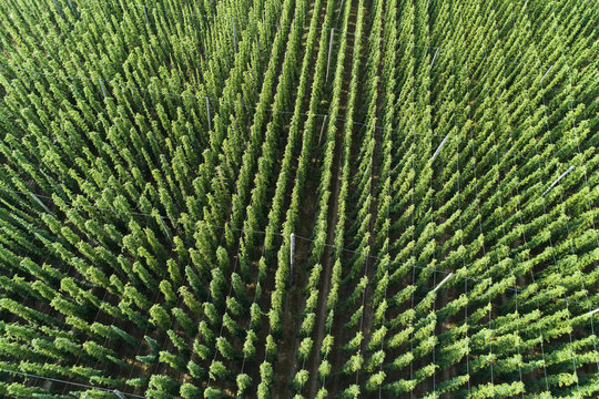 Germany, Bavaria, hop field, aerial view