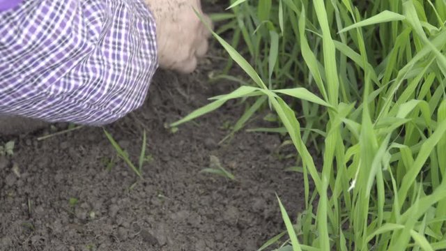 Chinese farmer picking rice plants