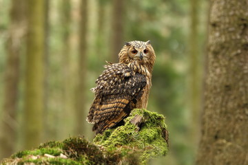 Bubo bengalensis. Photographed in Czech. Owl in nature. Beautiful photo. Autumn nature. Owl. Nature. Forest.
