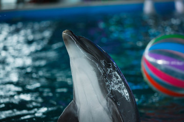 animal Dolphin with ball portrait in blue water