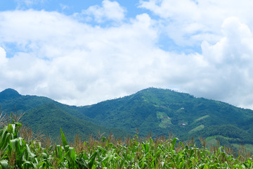 the mountains that full of corn field