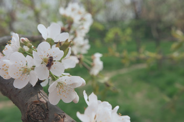 Bee in cherry blossom of tree in springtime