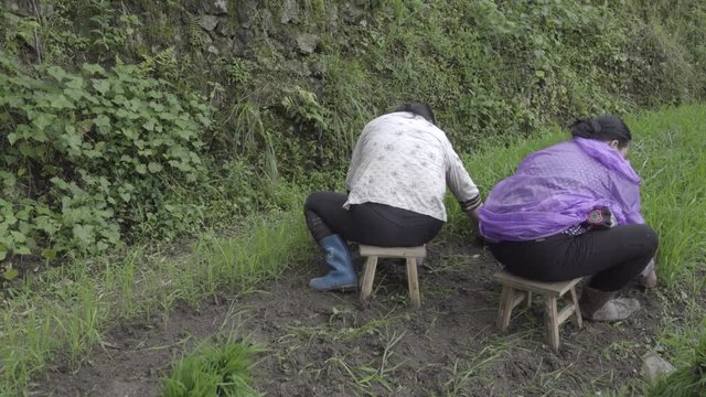 Two Chinese female farmers working the land