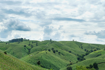 the mountains that full of corn field