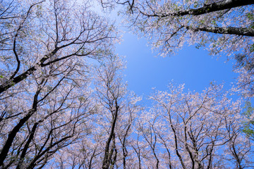 満開の桜