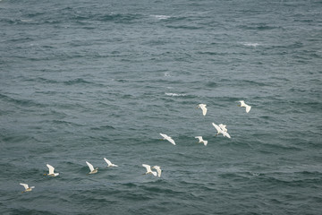 A flock of seagulls is flying over a beautiful turquoise sea. Cyprus. Mediterranean Sea.