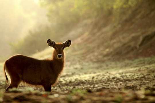 Defassa waterbuck