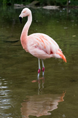 Fototapeta na wymiar Flamingo at the park