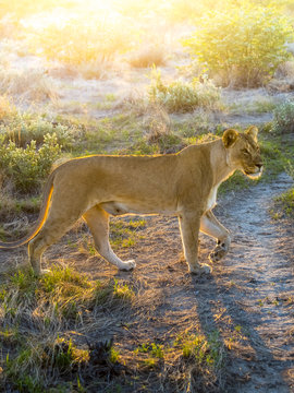 Namibia, Outjo, Ongava Wild Reservat, female lion, Panthera leo