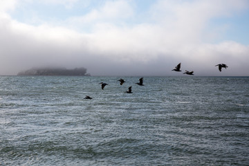 Birds flying before Alcatraz