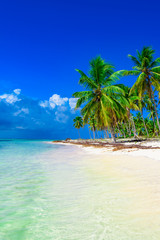 Fototapeta na wymiar paradise beach tree palm tree