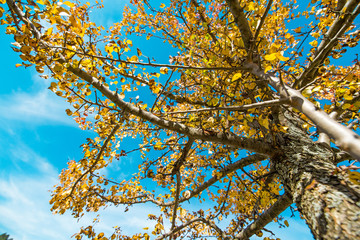 Yellow dyed leaves turning black while still attached to the tree branch. Beautiful, colorful autumn and bright sun light in the background