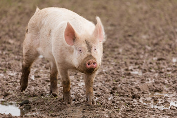 Schwein suhlt im Schlamm