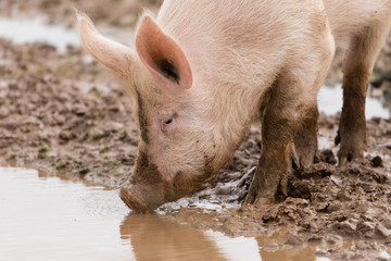 Schwein suhlt im Schlamm © Christian Schwier