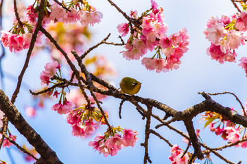 The Japanese White-eye.The background is cherry blossoms(Japanese name Oh-kanzakura). Located in Tokyo Prefecture Japan.