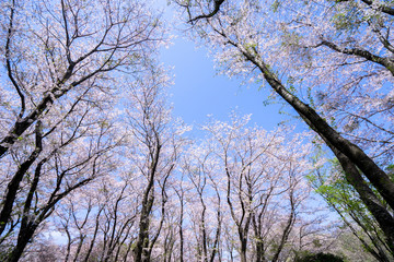 満開の桜