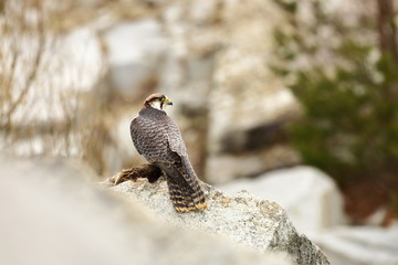 Falco biarmicus. Predator was photographed in the Czech Republic. Big predatory bird living in Africa, Southeast Europe and Asia. Autumn nature. Bird. Nice picture.