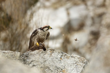 Falco biarmicus. Predator was photographed in the Czech Republic. Big predatory bird living in Africa, Southeast Europe and Asia. Autumn nature. Bird. Nice picture.