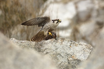 Falco biarmicus. Predator was photographed in the Czech Republic. Big predatory bird living in Africa, Southeast Europe and Asia. Autumn nature. Bird. Nice picture.