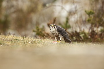 Falco biarmicus. Predator was photographed in the Czech Republic. Big predatory bird living in Africa, Southeast Europe and Asia. Autumn nature. Bird. Nice picture.