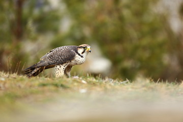Falco biarmicus. Predator was photographed in the Czech Republic. Big predatory bird living in Africa, Southeast Europe and Asia. Autumn nature. Bird. Nice picture.