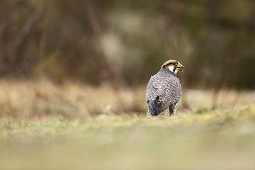 Falco biarmicus. Predator was photographed in the Czech Republic. Big predatory bird living in Africa, Southeast Europe and Asia. Autumn nature. Bird. Nice picture.