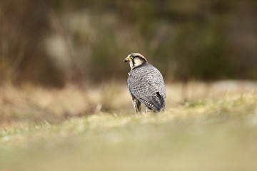 Falco biarmicus. Predator was photographed in the Czech Republic. Big predatory bird living in Africa, Southeast Europe and Asia. Autumn nature. Bird. Nice picture.
