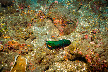 Fototapeta na wymiar Mantis shrimp